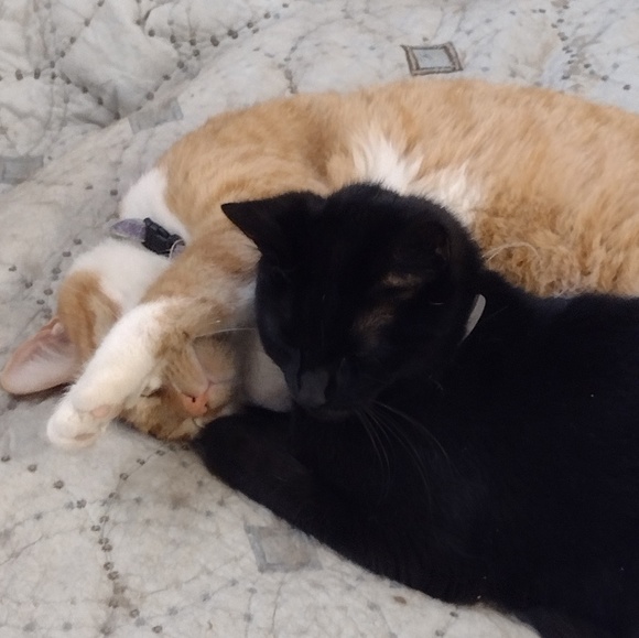 Meet your Posher, Elisabeth - Picture 1 of 1